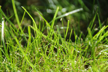 gras natur makro