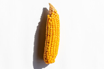 Single golden corn on white background, symbolizing harvest and Thanksgiving, spotlighting natural food abundance and agricultural themes