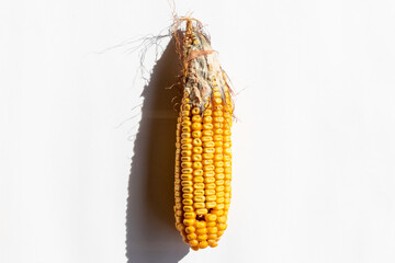 A single dry corn cob casting a shadow on a white background represents agricultural sustainability and harvest festivals