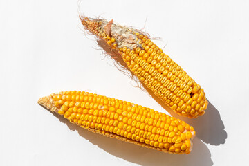 Two ears of moldy corn on a white background highlight food wastage and spoilage concerns, relevant to World Food Day awareness
