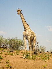 アフリカのチョベ国立公園のキリン
