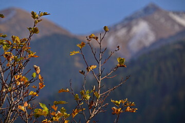 Branches with yellowed leaves. Autumn. Mountainous area.
