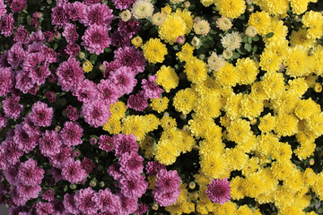 purple and yellow chrysanthemum blooming half and half
