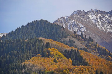 Obraz premium A mountainous area with various trees and fir trees. Akbulak Gorge. Autumn. Yellow leaves.