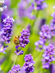 Spring lavender flowers under sunlight. Bees pollinate flowers and collect pollen. Lavender honey. Beautiful landscape of nature with a panoramic view. Hi spring. long banner