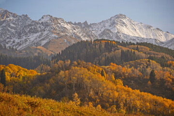 Obraz premium A mountainous area with various trees and fir trees. Akbulak Gorge. Autumn. Yellow leaves.