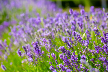 Spring lavender flowers under sunlight. Lilac flowers close up. Beautiful landscape of nature with a panoramic view. Hi spring. long banner