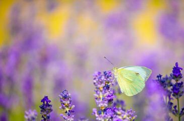 Butterflies on spring lavender flowers under sunlight. Beautiful landscape of nature with a panoramic view. Hi spring. long banner