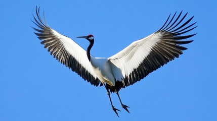 Obraz premium Elegant Crane in Flight