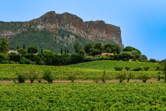 France, Cassis, Vineyard Domaine du Bagnol, AOC Cassis. High quality photo