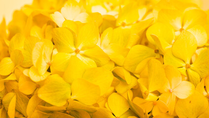 Fototapeta premium Yellow flowers close-up. Bouquet of colorful flowers. City flower beds, a beautiful and well-kept garden with flowering shrubs.