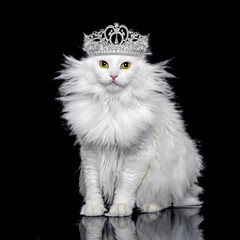 White cat on a black background wearing a crown © Валентина Хруслова