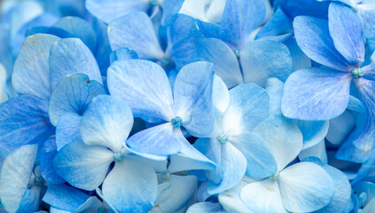 Blue flowers close up. Bouquet of purple flowers. City flower beds, a beautiful and well-groomed...