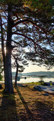 The coast of the Gulf of Finland in wonderful summer sunset