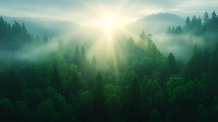 Fototapeta premium Breathtaking sunrise over a lush green forest landscape bathed in mist and light embracing nature's beauty and serenity