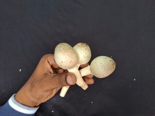 A mushroom is a versatile fungi with a cap and stem, often found in various colors and textures. © sushil