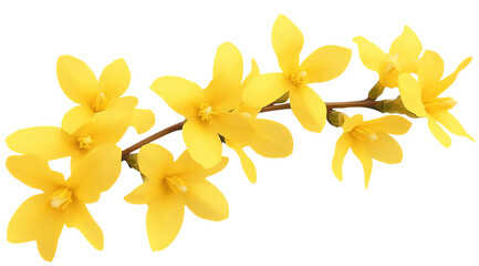 High-Quality PNG of Forsythia spring flower Isolated on White Background – High Resolution