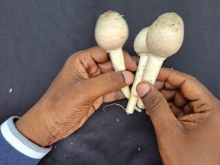 A mushroom is a versatile fungi with a cap and stem, often found in various colors and textures. © sushil