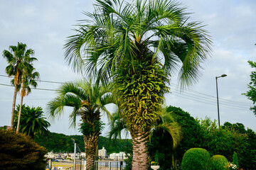 青々と育つソテツの木。大きなパインのようです。