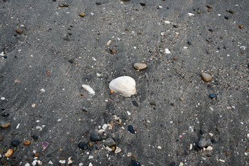 海岸線の砂浜は場所によっては砂利の足を切りそうな貝殻やガラスの破片があります。横須賀市久里浜