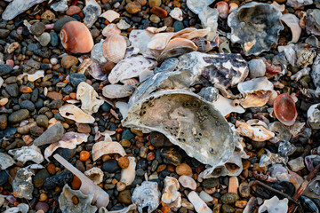 海岸線の砂浜は場所によっては砂利の足を切りそうな貝殻やガラスの破片があります。横須賀市久里浜