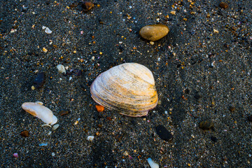 海岸線の砂浜は場所によっては砂利の足を切りそうな貝殻やガラスの破片があります。横須賀市久里浜