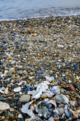 海岸線の砂浜は場所によっては砂利の足を切りそうな貝殻やガラスの破片があります。横須賀市久里浜