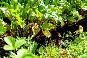 Beets Growing in the Garden Bed