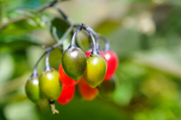 Close-up of the fruits of the Bittersweet plant (Solanum dulcama