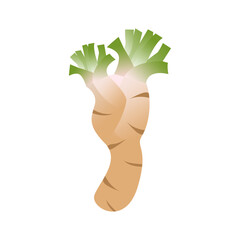 Horseradish Vector, Horseradish plant for food.