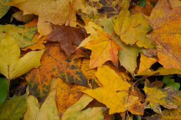 Autumn background of orange and yellow fallen maple leaves on the ground golden autumn in park