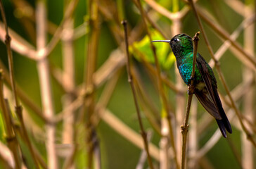 Kubasmaragdkolibri