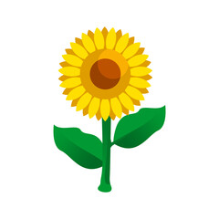 Sunflower vector, beautiful plant yellow sunflower.