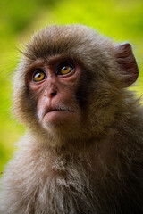 Fototapeta premium Retrato de un macaco