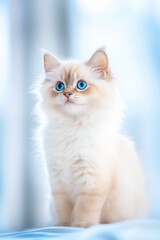 Fototapeta premium Adorable cute domestic Ragdoll kitten posing in studio.