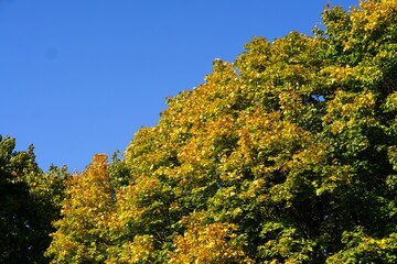 Fototapeta premium Tree crowns with yellow maple leaves on the background of blue sky in park in golden autumn