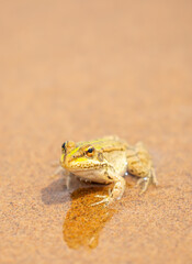 The frog sits on the sand on the shore of the lake. Beautiful wildlife landscape with place for text. The concept of protecting wildlife and ecology.