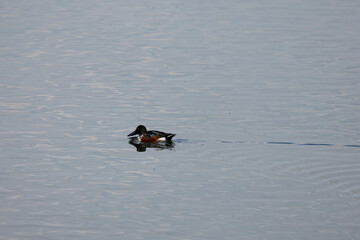 (Anas clypeata) on a lake in autumn day