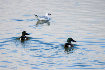 (Anas clypeata) on a lake in autumn day