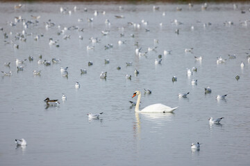 group of water birds on a lake
