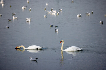 group of water birds on a lake
