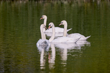 swans on a lake on a sunny autumn day