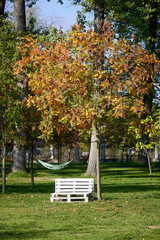 Fototapeta premium landscape with autumn trees in a park