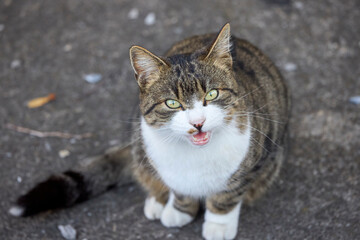 a street cat seen from above