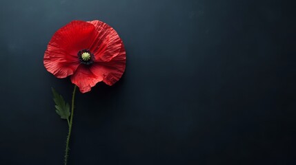 Obraz premium Red Poppy Flower