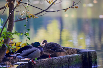 pair of wild ducks sit on a curb near a lake