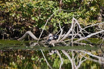 a duck sitting on the branches of a tree near a water