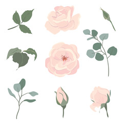 Light pink roses and eucalyptus branches set. Beautiful flowers of different shapes, buds and blossoms isolated on background. Vector floral illustrations in cardboard flat style.