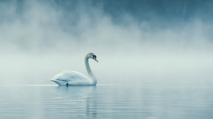 Fototapeta premium Serene Swan in Misty Water