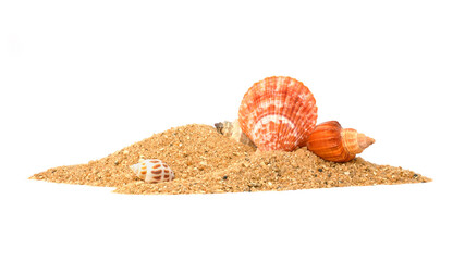 Sea shell in sand pile isolated on white background, Side view